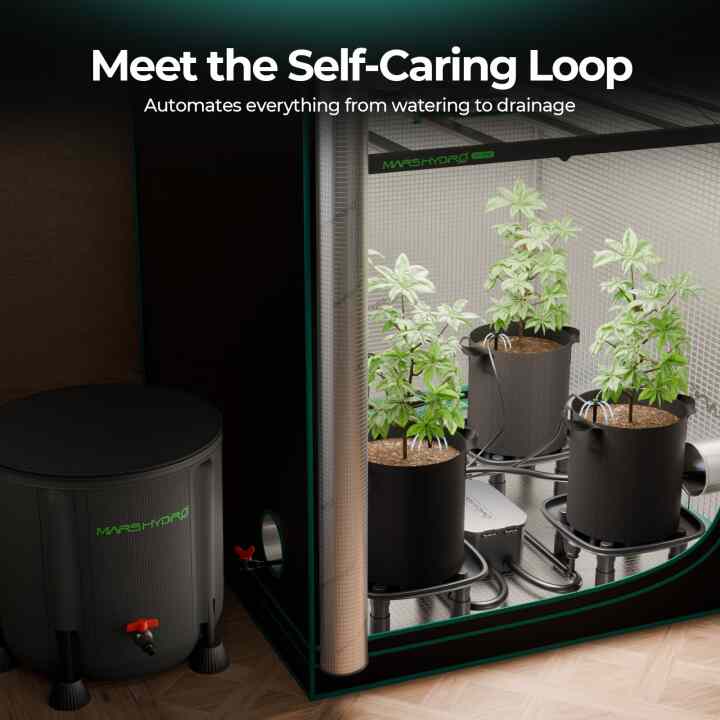 Die besten Pflanzen für dein Growbox Komplettset