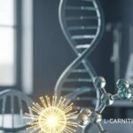 Wie beeinflusst L-Carnitin den Energiehaushalt im Körper?